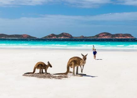 5 Must-See Places in Australia kangaroos at a beach in Australia