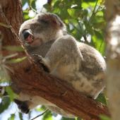 koala in a tree